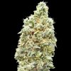 Advanced Seeds - Strawberry Banana Fast 1 ks - Semená neobsahujú THC. Advanced Seeds - Strawberry Banana Fast 1 ks - Semená neobsahujú THC.