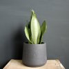 Sansevieria svokrine jazyky Trifasciata Moonshine Sansevieria svokrine jazyky Trifasciata Moonshine