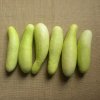 Uhorka šalátová Martini F1 - Cucumis sativus - semienka - 10 ks Uhorka šalátová Martini F1 - Cucumis sativus - semienka - 10 ks