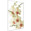 Vertikálny foto obraz akrylový na stenu Orchidea 50x100 cm Vertikálny foto obraz akrylový na stenu Orchidea 50x100 cm