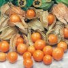 BRAZÍLSKA HROZIENKA – INDIÁNSKA ČUČORIEDKA (PHYSALIS PERUVIANA) 100 SEMIEN BRAZÍLSKA HROZIENKA – INDIÁNSKA ČUČORIEDKA (PHYSALIS PERUVIANA) 100 SEMIEN