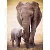 Eurographics The Elephant and baby elephant 1000 dielov