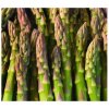 Špargľa lekárska - Mary Washington - Asparagus officinalis - semená špargle - 20 ks Špargľa lekárska - Mary Washington - Asparagus officinalis - semená špargle - 20 ks