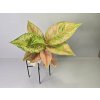 Aglaonema Pastella Konkrétna rastlina: Rastlina 2 Aglaonema Pastella Konkrétna rastlina: Rastlina 2