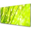 Skleneny obraz Príroda kvapky tráva 100x50 cm Skleneny obraz Príroda kvapky tráva 100x50 cm