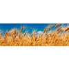DIMEX | Fototapeta do kuchyne Pšeničné pole KI-180-011 | 180 x 60 cm | modrá, žltá + Samolepiace fototapety do kuchyne DIMEX Pšeničné pole KI-180-011 v rozmere 180 x 60 cm DIMEX | Fototapeta do kuchyne Pšeničné pole KI-180-011 | 180 x 60 cm | modrá, žltá + Samolepiace fototapety do kuchyne DIMEX Pšeničné pole KI-180-011 v rozmere 180 x 60 cm