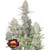 Fast Buds Cannabis Seeds Tropicana Cookies Auto 1 ks Fast Buds Cannabis Seeds Tropicana Cookies Auto 1 ks