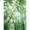 Fototapeta panel - PL0192 - Stromy 175cm x 250cm - Vlies 110gr Fototapeta panel - PL0192 - Stromy 175cm x 250cm - Vlies 110gr