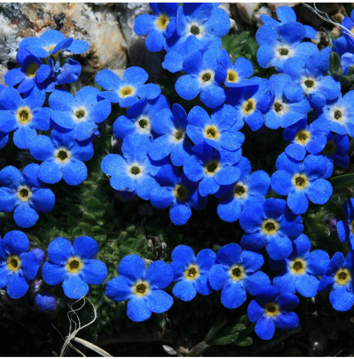 Nezábudka alpská temne modrá - Myosotis alpestris - semená nezábudky - 130 ks