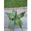 Agave flexispina v šírke 30 cm Agave flexispina v šírke 30 cm