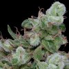 Big Head Seeds - Chemdawg #4 10 ks - Semienka neobsahujú THC Big Head Seeds - Chemdawg #4 10 ks - Semienka neobsahujú THC