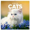 NOTIQUE Poznámkový Mačky 30 x 30 cm 2026 NOTIQUE Poznámkový Mačky 30 x 30 cm 2026