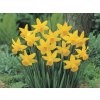 Narcis February Gold 5 ks v balení Narcis February Gold 5 ks v balení