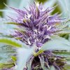 PowerStrains - Purple Haze Auto 5 ks - Semená neobsahujú THC. PowerStrains - Purple Haze Auto 5 ks - Semená neobsahujú THC.