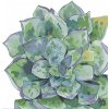 ZUTY Maľovanie podľa čísel - SUKULENT (ALEXANDRIA GILBERT) Rámovanie: bez rámu a bez vypnutia plátna, Rozmer: 80x100 cm ZUTY Maľovanie podľa čísel - SUKULENT (ALEXANDRIA GILBERT) Rámovanie: bez rámu a bez vypnutia plátna, Rozmer: 80x100 cm