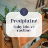 Predplatné - baby izbové rastliny - jednorázové prekvapenie Predplatné - baby izbové rastliny - jednorázové prekvapenie