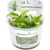 Dennerle Plants Cryptocoryne usteriana CUP - 1 ks Dennerle Plants Cryptocoryne usteriana CUP - 1 ks