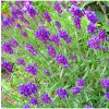 Levanduľa lekárska fialová - Ellegance purple - Lavandula angustifolia - semená levandule - 15 ks Levanduľa lekárska fialová - Ellegance purple - Lavandula angustifolia - semená levandule - 15 ks