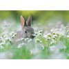 3D pohľadnica Flower Bunny 3D pohľadnica Flower Bunny