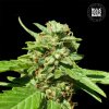 Bulk Seed Bank - CBD Nepal Gold 500 ks - semená neobsahujú THC Bulk Seed Bank - CBD Nepal Gold 500 ks - semená neobsahujú THC