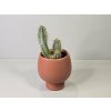 Pilosocereus Azureus Pilosocereus Azureus