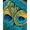 Zuty – Maľovanie Podľa Čísel – Pávie Perá (Dennis Frates), 40 × 50 cm, Plátno + Rám 8596530161813 Zuty – Maľovanie Podľa Čísel – Pávie Perá (Dennis Frates), 40 × 50 cm, Plátno + Rám 8596530161813