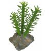 Lucky Reptile-Sukulenty Cactus 3x, cca 15 cm Lucky Reptile-Sukulenty Cactus 3x, cca 15 cm