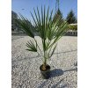 Chamaerops humilis v celkovej výške 80 cm Chamaerops humilis v celkovej výške 80 cm