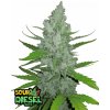 Fast Buds Cannabis Seeds Sour Diesel Auto 5 ks Fast Buds Cannabis Seeds Sour Diesel Auto 5 ks