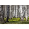 DIMEX | Vliesové fototapety na stenu Brezový háj V. MS-5-1911 | 375 x 250 cm | zelená, biela, čierna, žltá + Vliesová fototapeta na stenu DIMEX Brezový háj V. MS51911 v rozmere 375 x 250 cm DIMEX | Vliesové fototapety na stenu Brezový háj V. MS-5-1911 | 375 x 250 cm | zelená, biela, čierna, žltá + Vliesová fototapeta na stenu DIMEX Brezový háj V. MS51911 v rozmere 375 x 250 cm