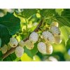 Moruša biela (Morus alba) ‘DOLCE VITA’ - výška 25-30 cm, kont. C1,5L BIELOPLODÁ Moruša biela (Morus alba) ‘DOLCE VITA’ - výška 25-30 cm, kont. C1,5L BIELOPLODÁ