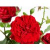Ruža popínavá Crazy in Love red, výška 50-60 cm, kvetináč 15 cm Ruža popínavá Crazy in Love red, výška 50-60 cm, kvetináč 15 cm