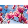 DIMEX | Vliesové fototapety na stenu Magnólia MS-5-1372 | 375 x 250 cm | modrá, ružová + Vliesová fototapeta na stenu DIMEX Magnólia MS51372 v rozmere 375 x 250 cm DIMEX | Vliesové fototapety na stenu Magnólia MS-5-1372 | 375 x 250 cm | modrá, ružová + Vliesová fototapeta na stenu DIMEX Magnólia MS51372 v rozmere 375 x 250 cm