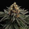 Kannabia Seeds - Sativa Dream 5 kusov - semená neobsahujú THC Kannabia Seeds - Sativa Dream 5 kusov - semená neobsahujú THC