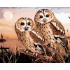 zuty Maľovanie podľa čísel - Sovy - pustík obyčajný (Howard Robinson), 40x50 cm, bez rámu a bez vypnutia plát (8596530059967) zuty Maľovanie podľa čísel - Sovy - pustík obyčajný (Howard Robinson), 40x50 cm, bez rámu a bez vypnutia plát (8596530059967)