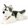 Rappa Plyšový pes husky s obojkom ležiaci 60 cm ECO-FRIENDLY Rappa Plyšový pes husky s obojkom ležiaci 60 cm ECO-FRIENDLY