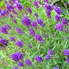 Levanduľa lekárska fialová - Ellegance purple - Lavandula angustifolia - semená levandule - 15 ks Levanduľa lekárska fialová - Ellegance purple - Lavandula angustifolia - semená levandule - 15 ks