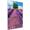 Vertikálny foto obraz sklenený Pole levanduľe 50x100 cm Vertikálny foto obraz sklenený Pole levanduľe 50x100 cm