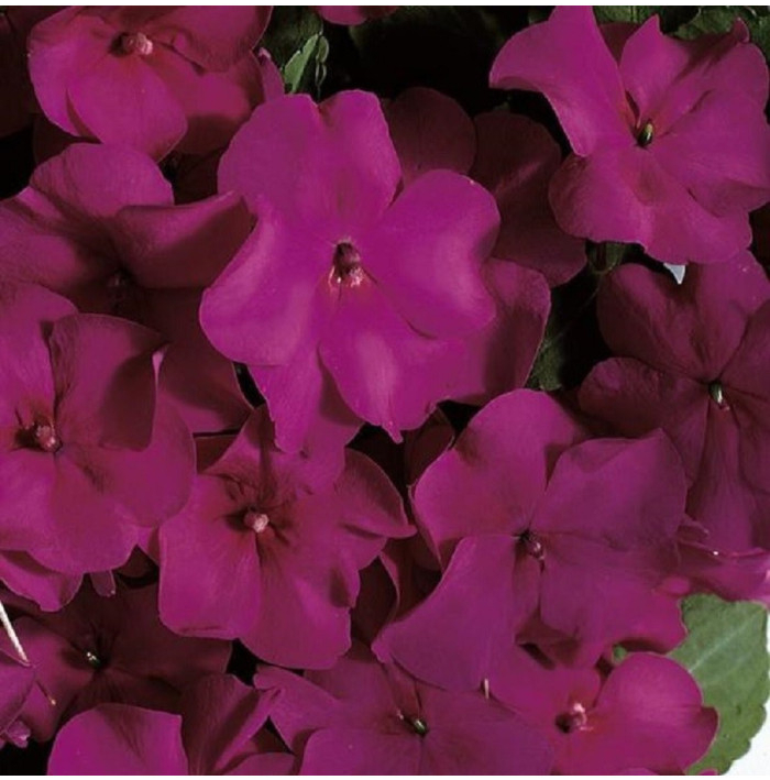 Netýkavka Accent fialová F1 - Impatiens walleriana - semená netýkavky - 12ks