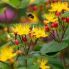 Ľubovník bobuľovitý - Hypericum androsaemum - semená - 300 ks Ľubovník bobuľovitý - Hypericum androsaemum - semená - 300 ks