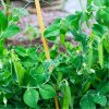 BIO Hrach dreňový skorý Zázrak z Kelvedonu - Pisum sativum - bio semená - 50 ks BIO Hrach dreňový skorý Zázrak z Kelvedonu - Pisum sativum - bio semená - 50 ks