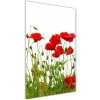 Vertikálny foto obraz akrylový na stenu Poľné maky 50x100 cm Vertikálny foto obraz akrylový na stenu Poľné maky 50x100 cm