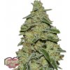 Heavyweight Seeds - Lemon Cake 5 ks - Semená neobsahujú THC Heavyweight Seeds - Lemon Cake 5 ks - Semená neobsahujú THC