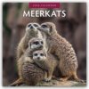 Meerkats Erdmännchen 16 Monats 2026