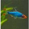 Razbora Sawbwa - Rasbora sawbwa Razbora Sawbwa - Rasbora sawbwa