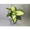 Dieffenbachia Dieffenbachia