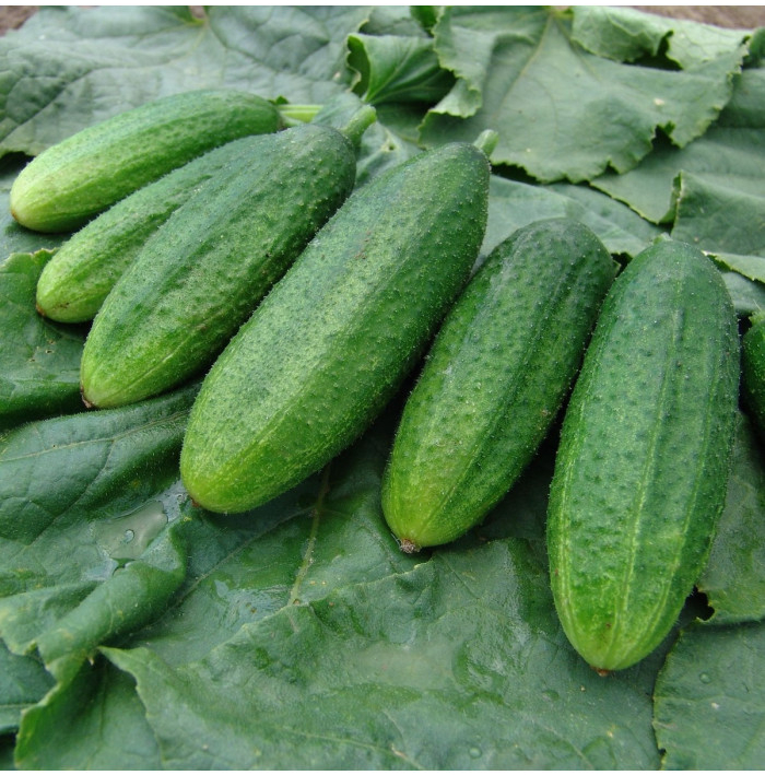 Uhorka nakladačka jemnoostná Mira F1 - Cucumis sativus - semená uhorky - 35 ks