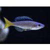 Aquascaperi Cichlida žltochvostá - Cyprichromis / leptosoma mpulungu Aquascaperi Cichlida žltochvostá - Cyprichromis / leptosoma mpulungu
