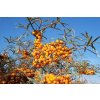 Rakytník rešetliakový (Hippophae rhamnoides) 40ks semien Rakytník rešetliakový (Hippophae rhamnoides) 40ks semien