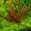 Cryptocoryne wendtii sp. Mi Oya (IN-VITRO kelímok Ø 7 cm) Cryptocoryne wendtii sp. Mi Oya (IN-VITRO kelímok Ø 7 cm)